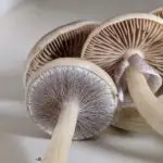 The inevitable question that arises when embarking on a psychedelic journey with mushrooms is "When Does Shrooms Kick In?" Understanding when psychedelic effects kick in is crucial to making the trip as enjoyable and safe as possible.