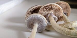 The inevitable question that arises when embarking on a psychedelic journey with mushrooms is "When Does Shrooms Kick In?" Understanding when psychedelic effects kick in is crucial to making the trip as enjoyable and safe as possible.