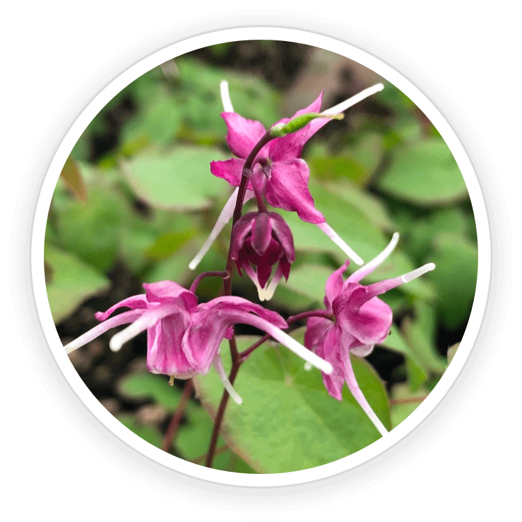 Quietum Plus ingredients : Epimedium and Trilus terrestris