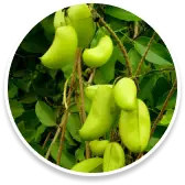 Griffonia Simplicifolia - Sumatra Slim Belly Tonic Ingredients