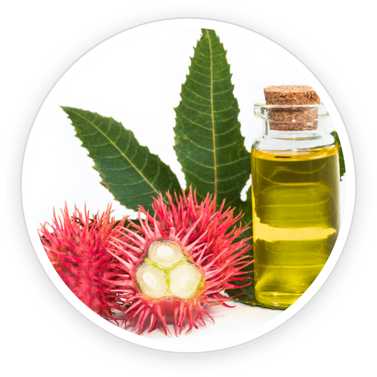 ricinus oil