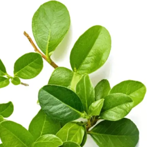 Gymnema Sylvestre