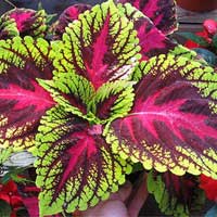 coleus