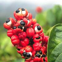 guarana