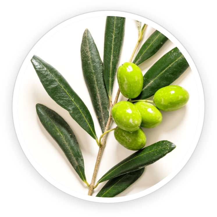 oleuropein Olive Leaf