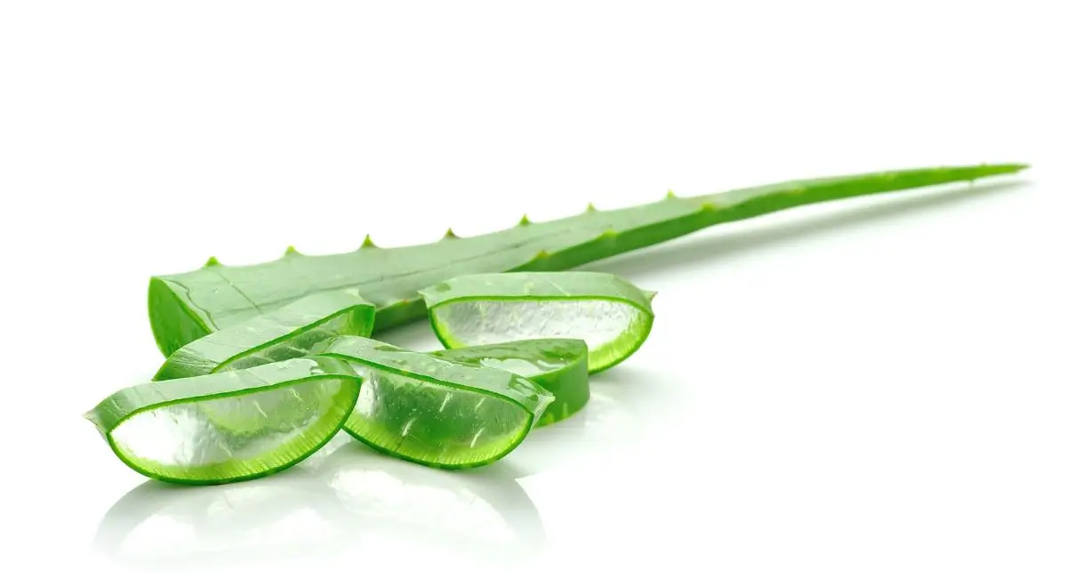 aloe vera for hair